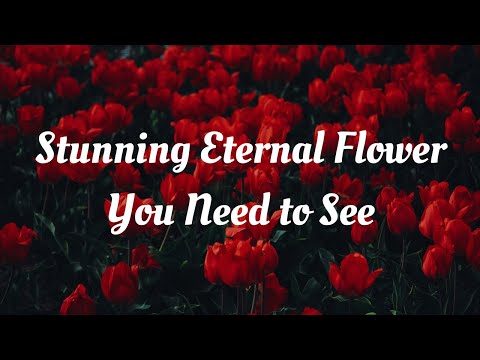 Eternal Flower YouTube Video